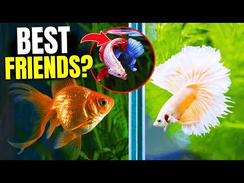 Can Bettas And Goldfish Live Together? 5 Reasons You Shouldn't