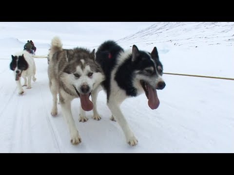 Dogsled route in the south of Broughton Island - Nanoq 2007 expedition