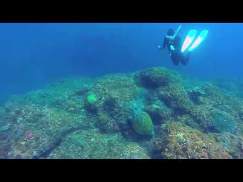 Fun Freediving! Play with mackerel and turtles! - Hachijo, Sokodo&Yaene, May 2014 (八丈島)