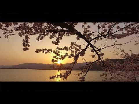 【4K】海津大崎の夕桜　滋賀県高島市