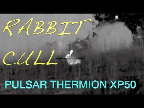 Hunting Shooting Rabbits with the Pulsar Thermion XP50