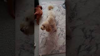 Barking cockapoo #cockapoo #dog #adorabledog #fluffydog #cutedog #cutepet #maxthedog #barkingdog