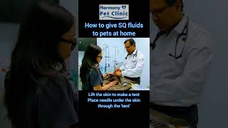 How to give SQ fluids to your pet?