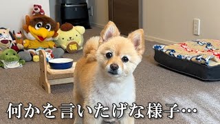 愛犬とアラサー男の何気ない平和な日常がこちら