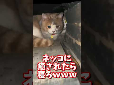 ネッコの動画で癒されたら寝ろｗｗｗ　#2ch #2ch動物スレ #2ch面白いスレ #動物 #犬 #猫 #癒やし #2chほのぼのスレ