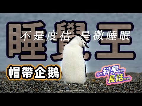 【熱血科學家】EP56 企鵝不是普通動物：帽帶企鵝的超能力？一天睡上萬次不是問題！| 熱血科學家的長話短說