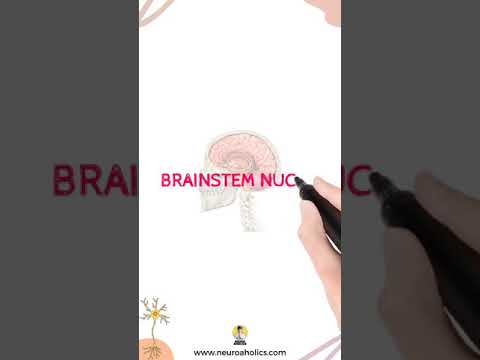 Get to know where are brainstem nuclei located!