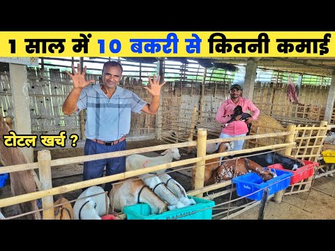 10 बकरी से कितनी कमाई होती है | 10 bakri se kitni kamai hoti hai