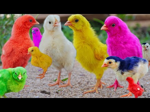 World Cute Chickens, Colorful Chickens,Rainbows Chickens, MURGI Chicks Vs GIANT Wheel / Fish Cutting