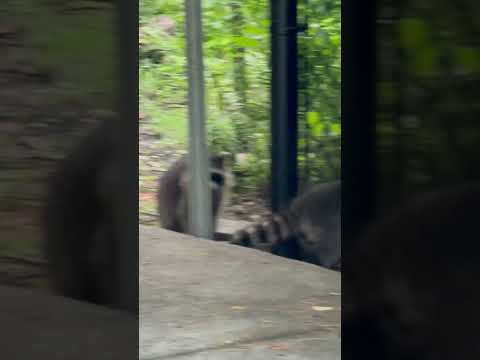 The distinctive ringed pattern on a raccoon’s tail is a consistent feature across all raccoons!