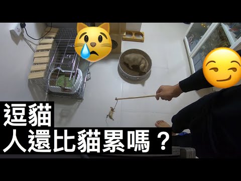 逗貓棒你真的會玩嗎？｜逗貓不累人的方法｜成長日記EP08