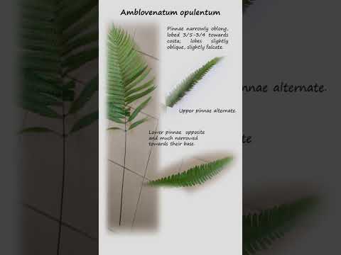 Amblovenatum opulentum or Jewelled maidenhair fern of the Family Thelypteridaceae Fern# Botany#