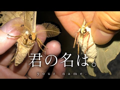 きれいな顔してるだろ。蛾なんだぜ。【虫取り】