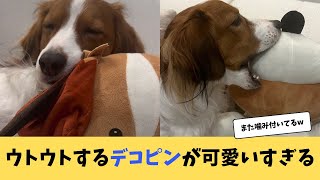 【大谷翔平】ウトウトしてるデコピンが可愛すぎる【Dodger】