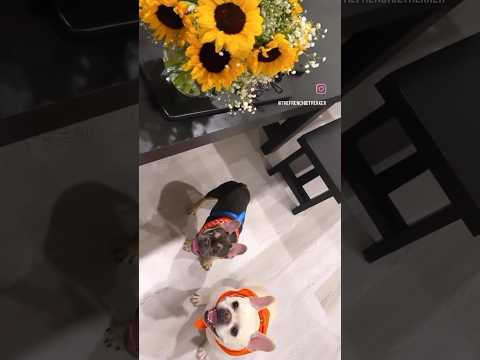 French Bulldog Brothers Max and Bo | Sunflower #Short #Dogs