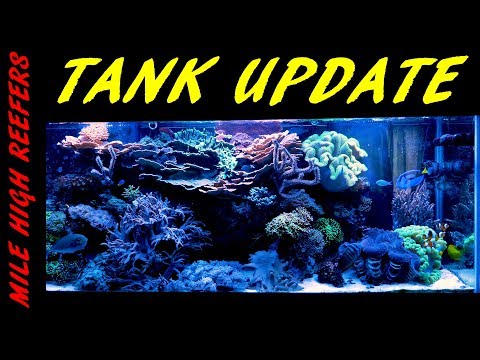 Reef Update 10 13 2017