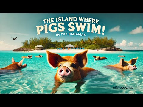 Why Do Pigs Swim? The Strange Story of Pig Beach 🏝️🐷