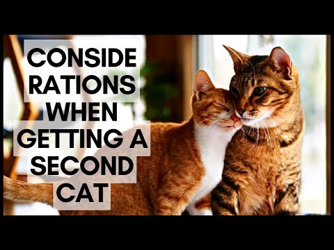 Considerations When Getting a Second Cat