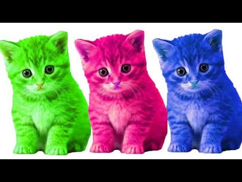 funny animal videos | try not to laugh