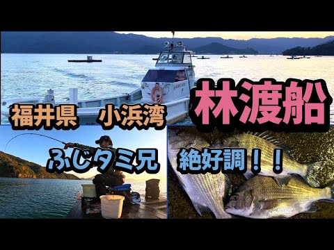 福井県、林渡船の筏、今年2回目のかかり釣り、秋のチヌを狙います。食い渋りの中、ふじタミ兄が兄の威厳を見せてくれました。