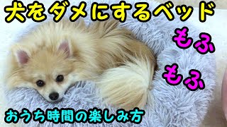 犬をダメにするクッションベッドを手に入れた末路がこちら【ポメラニアン】Calming Pet Bed, Comfortable(Cute and Funny dog Pomeranian)