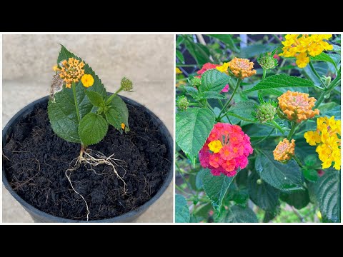 The powerful rooting hormone from this flower is unbelievable│Lantana camara