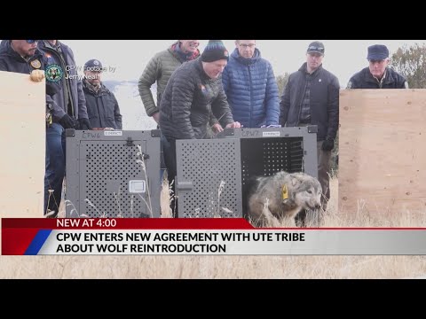 CPW, Ute tribe reach agreement regarding wolf reintroduction