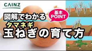 タマネギの育て方｜玉ねぎの栽培方法【カインズ野菜栽培】