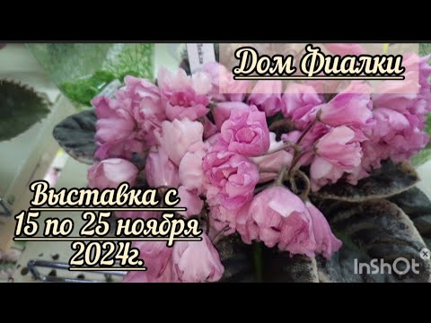 Выставка фиалок с 15 по 25 ноября 2024г. в московском Доме фиалки.