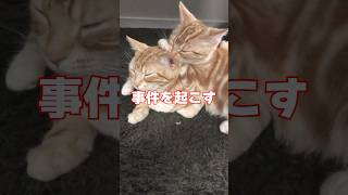 おいどんの昔話…もっちゃんに敵視されても愛を歌い続けるりっちゃん！？🙀 #猫