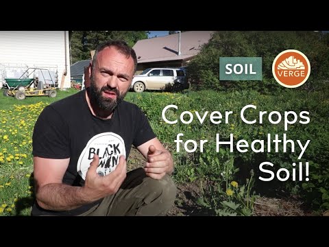 How Weeds and Cover Crops Help Diagnose and Remediate Degraded Soil