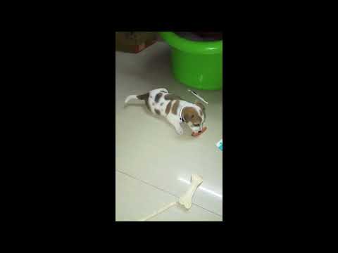 #Rocket  Playing with Carrot And Bone Stick #rocket #pets #jerry #kids #viral #viralvideo #trending