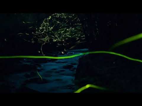 River of Fireflies (Teru Miyamoto) 3. Fireflies