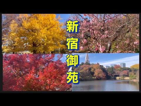 【新宿御苑】12/4  最高に綺麗な紅葉が見れました。12月でも、綺麗な桜が咲くんですね。トラブル発生。