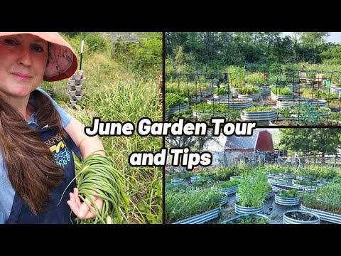 Garden Tips and Tricks ~ June Tour ~ Large Family Homesteading ~ Zone 6