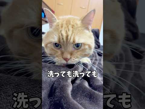 こうしてるとママのことを思い出すのん... #猫 #マンチカン #shorts