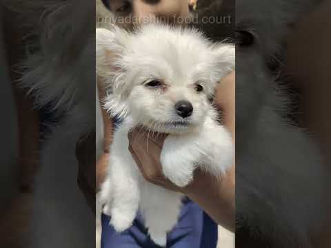 one month old cute puppy ❤ 🐶 #roxy #puppy #dog #cutypie #onemonthold #shorts #priyadarshinifoodcourt