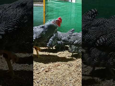 Plymouth Barred Rock Heritage Breeders| #fjfarms #plymouthbarredrock #farmlife #shorts #viral #cwc