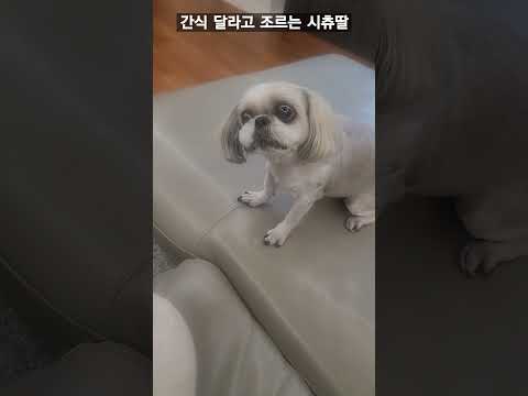 📢53세엄마한테 소리지르는 13살 시츄딸 #일상vlog ##시츄 #시츄사랑 #노견 #일상