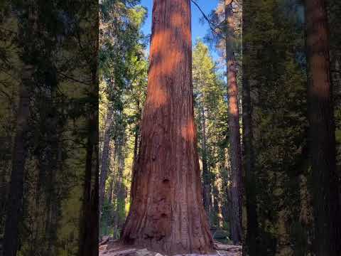 Did you know there are giant sequoias in Yosemite National Park?