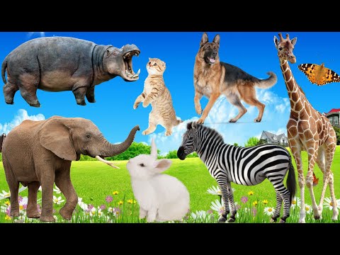 Learn about familiar animals: Dog, Elephant, Cat, Chicken, Hippo, Giraffe...Animals for children