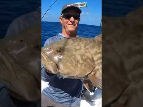 Monster gag grouper from the deep!