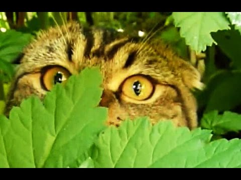 Outdoor Adventures | Funny Cats  Compilation