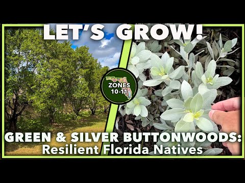 IMPOSSIBLE TO KILL FLORIDA NATIVE PLANTS:  The Green & Silver Buttonwoods