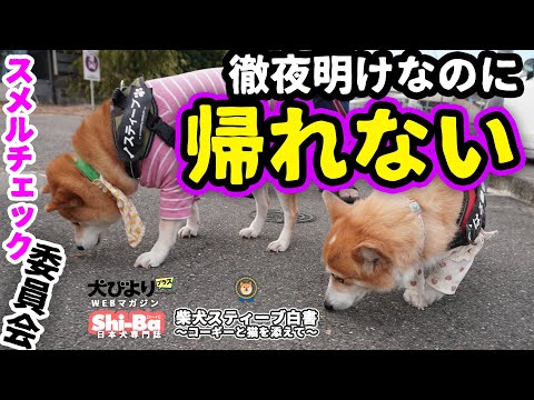 スメルチェック委員会やで。【犬びよりプラス】【柴犬スティーブ白書】