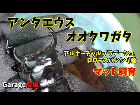 アンタエウスオオクワガタ羽化　マット飼育で大型をめざせ！　#クワガタ