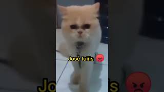 Gatos que rompieron el sistema 😂