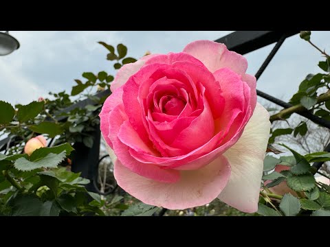 2024年台北／新生公園／玫瑰園／rose garden /