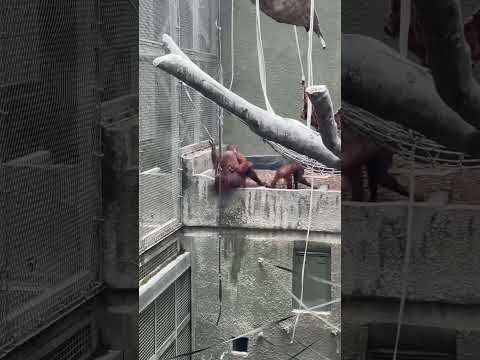 Orangutan and baby #apes #orangutan #zoo #animalshorts #mammals