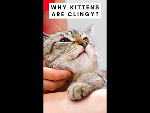 Why Kittens Are Clingy? #Shorts